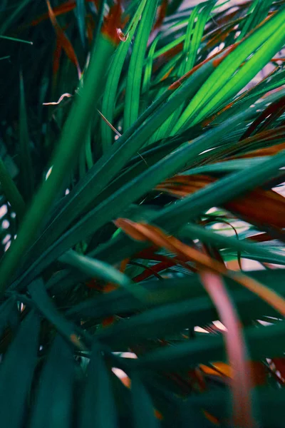 Tropische planten bladeren patroon. Achtergrond, milieubescherming, regenwouden. — Stockfoto