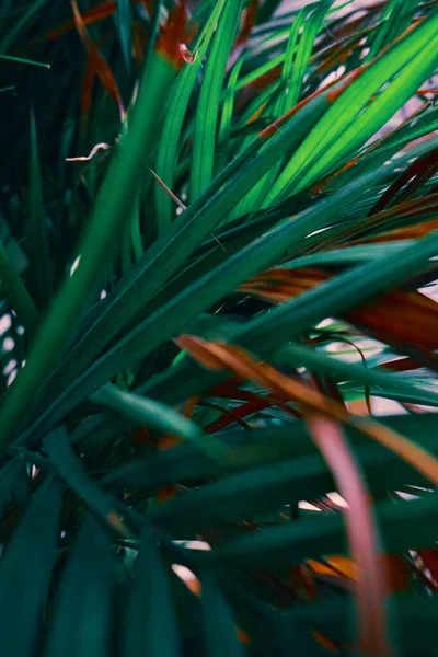 Plantas tropicales hojas patrón. Fondo, protección del medio ambiente, selvas tropicales . — Foto de Stock