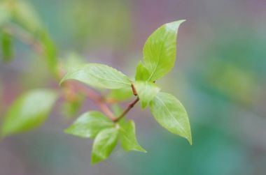 Fotoğraf yeşil yapraklar