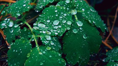 Yağmur damlaları ile kaplı yapraklar