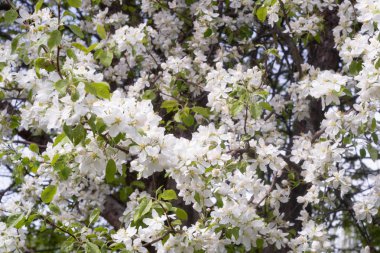 Bahar armut bitki çiçek
