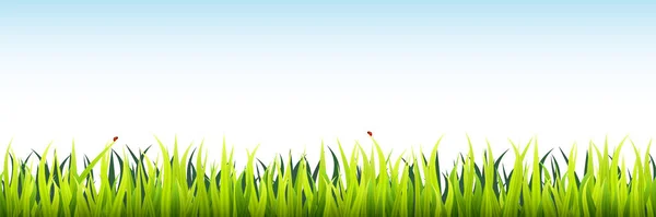 Nahtlose Rasenfläche Mikrogrüne Weizenkeime — Stockvektor