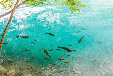 Gölün kıyısındaki berrak mavi sularda güzel balıklar yüzer. Plitvice Ulusal Parkı, Hırvatistan.