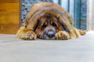 Leonberger Dog kameraya bakıyor. Kapat.