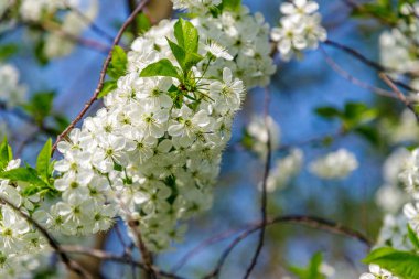 İlkbaharda mavi gökyüzü ile güzel kiraz çiçekleri (Cerasus avium). Kapat..