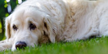 Bahçedeki yeşil çimlerde yatan eski bir golden retriever. Kapat.