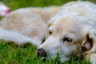 Bahçedeki yeşil çimlerde yatan eski bir golden retriever. Kapat.