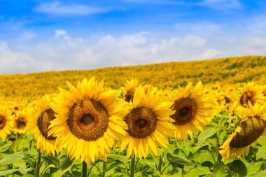 Bulutlu mavi gökyüzü olan ayçiçeği tarlası (Helianthus annuus)