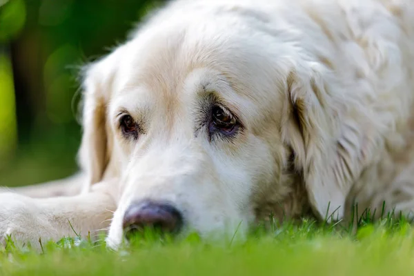 Old golden retriever lying in garden in the green grass. close up Stock Picture