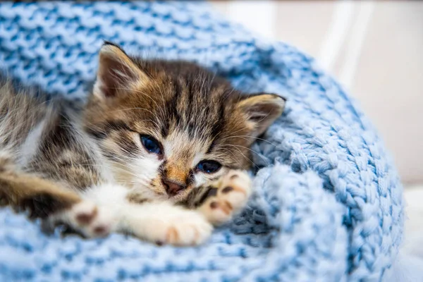 Schattig Kitten Liggend Blauwe Deken Met Blauwe Ogen Wijd Open — Stockfoto