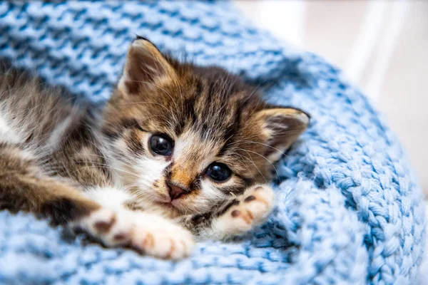 可爱的小猫躺在蓝色的毛毯上 蓝色的眼睛睁得大大的 看着相机 靠近点 — 图库照片