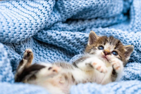 Schattig Kitten Liggend Blauwe Deken Met Blauwe Ogen Wijd Open — Stockfoto