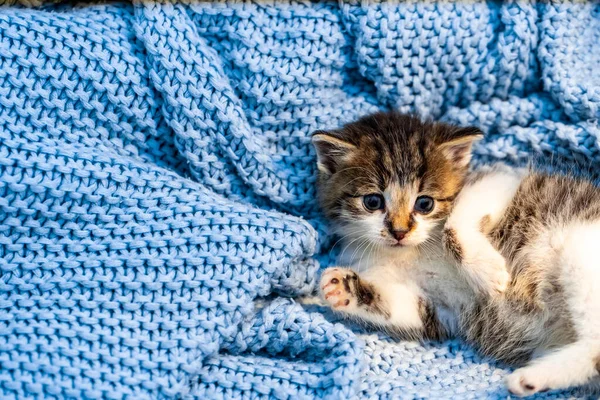 Mavi Battaniyede Dinlenen Sevimli Tekir Kedi Yavrusu Mavi Gözleri Açık — Stok fotoğraf