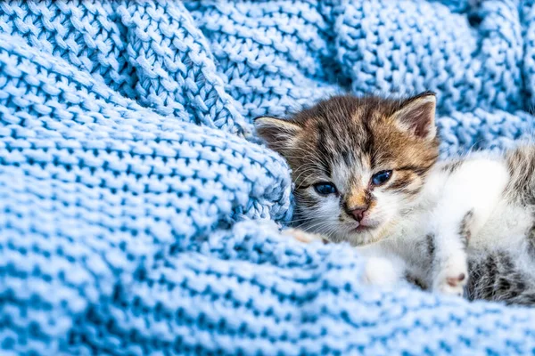 可爱的胖胖的小猫躺在蓝色的毛毯上休息 蓝色的眼睛睁得大大的 看着相机 靠近点 — 图库照片