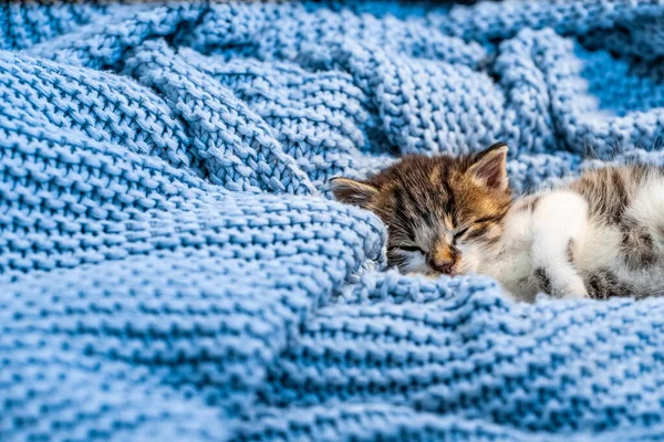 Lindo Gatito Acostado Sobre Una Manta Azul Con Los Ojos —  Fotos de Stock