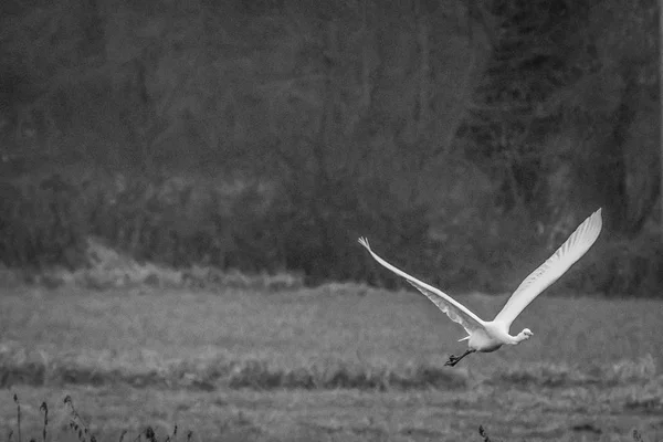 White Heron flies in the Morimondo countryside (Milan) wildlife