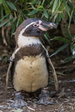 Humboldt pengueni Spheniscus humboldti bir Güney Amerika penguenidir.