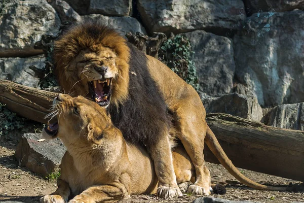 Λιοντάρι και λέαινα στο ζευγάρωμα, φυσιοκρατική εικόνα των αιλουροειδών — Φωτογραφία Αρχείου