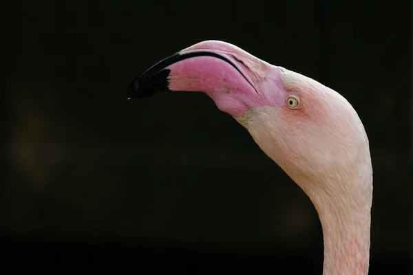 Růžové flamingo zblízka na tmavém pozadí — Stock fotografie