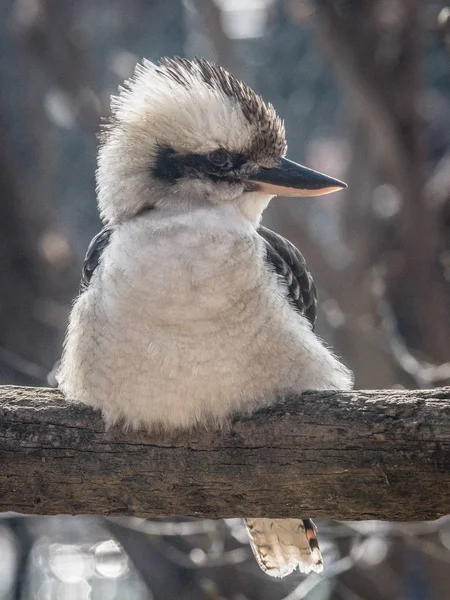 Il kookaburra ridente (Dacelo novaeguineae) è un uccello nella sottofamiglia dei martin pescatori Halcyoninae kookaburra - Dacelo Gigas — Foto Stock