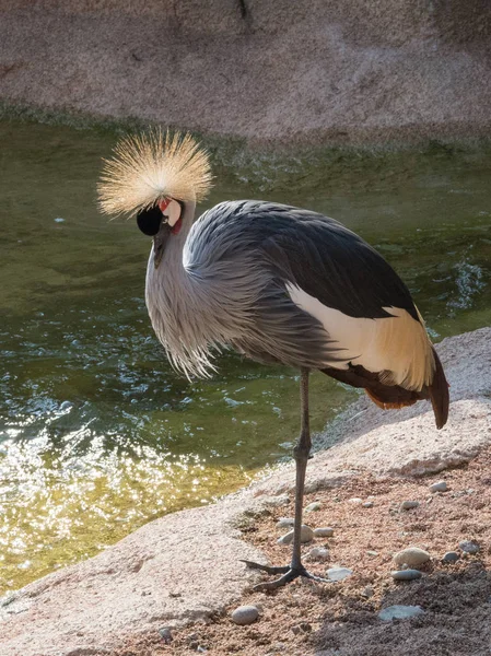 Suyun yanında taçlandırılmış vinç, büyük Afrika kuşu. — Stok fotoğraf