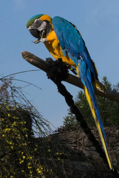 产于树枝上的鹦鹉（英语：Parrot on branch）- - Macaw蓝黄色的鹦鹉（Ara ararauna），也被称为蓝金色的鹦鹉（Blue-and-gold macaw），是一种大型南美洲鹦鹉Pappagallo su ramo-Ara 。 — 图库照片