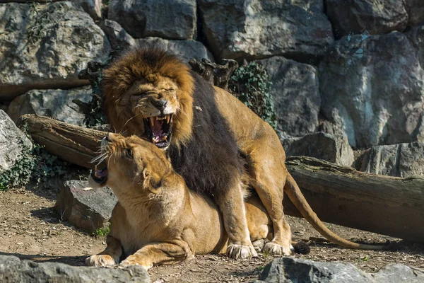 Leão e companheiro de leoa, casal de grandes gatos apaixonados, vida selvagem Airone Bianco a Morimondo — Fotografia de Stock