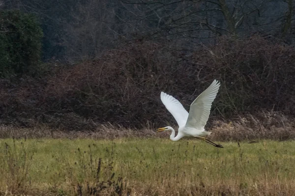 Airone Bianco in volo nella campagna Milanese — стоковое фото