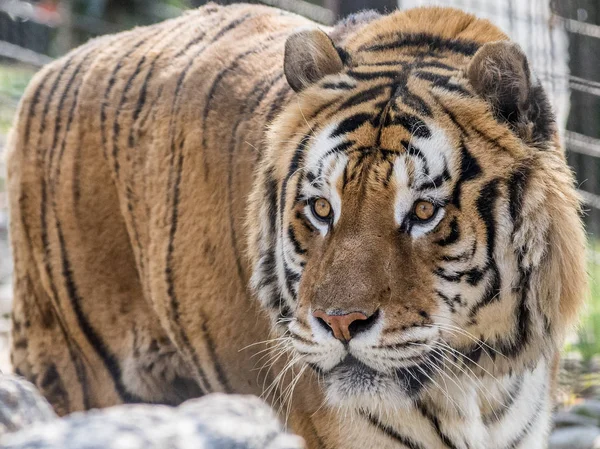 Der sibirische Tiger (amur tiger)) — Stockfoto