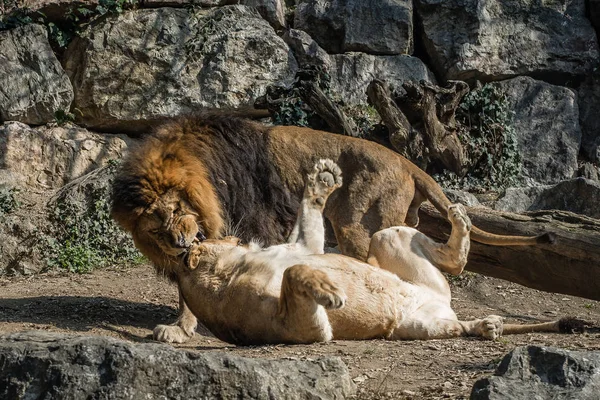 Compañero limón e indoloro, dos grandes gatos enamorados. — Foto de Stock