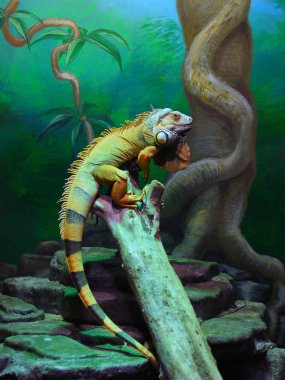 Bir resim yapmak gibi yeşil iguana (Iguana iguana)