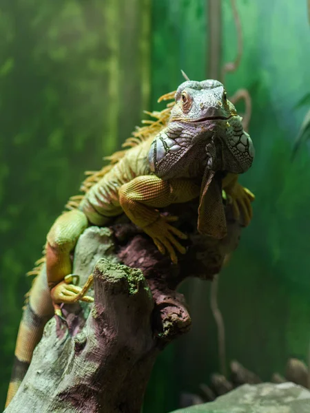 Leguán zelený (Iguana iguana), leguán se dívá — Stock fotografie