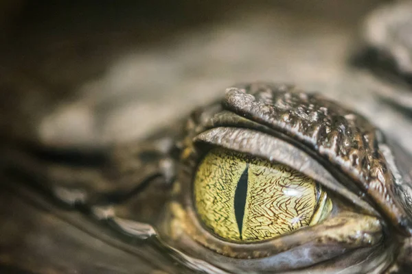 The Eye of the Caiman — Stock Photo, Image