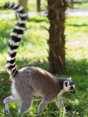 Ring-Tailed lemur (Lemure Catta)