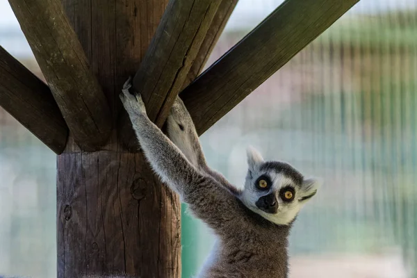 Imagem da vida selvagem do lemur (Lemure Catta) anelado — Fotografia de Stock
