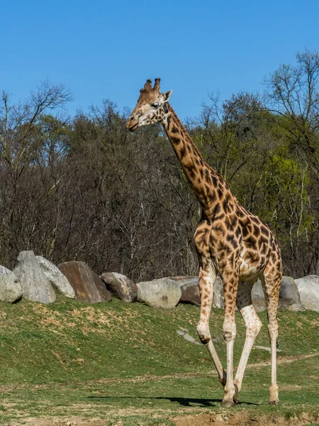 Girafa de Masai (Giraffa tippelskirchi ) — Fotografia de Stock