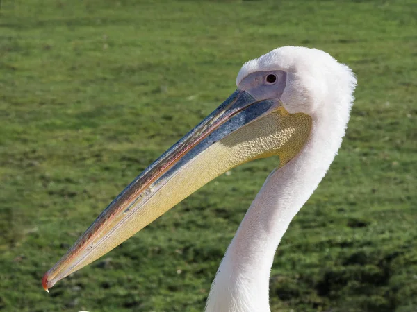 Büyük beyaz pelikan portresi — Stok fotoğraf