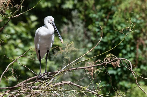 Eurasian spoonbill on a branch (Platalea leucorodia) Spatola Bianca — Stock fotografie