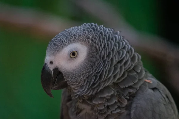 Papoušek šedý (zavřít) — Stock fotografie
