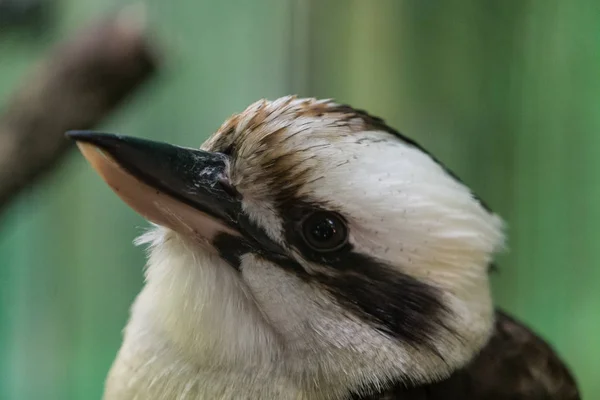 Dacelo vogel (Kookaburra) — Stockfoto