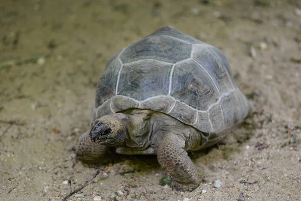 Turtle (Hermann\'s tortoise)