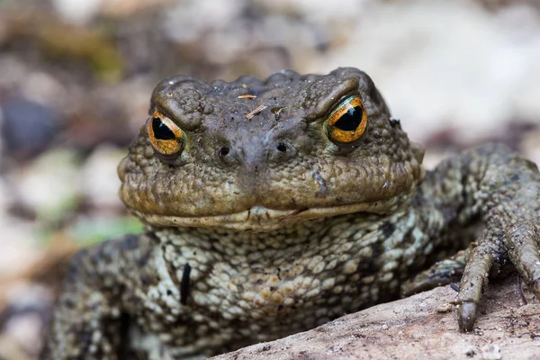 빅 트루 두꺼비 ( 로포 )) — 스톡 사진