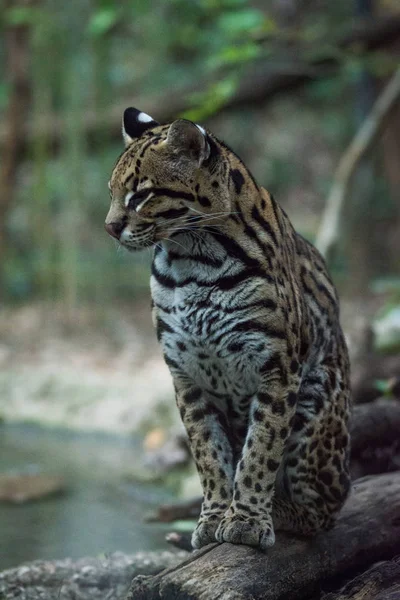 (Oturan) ocelot kedi
