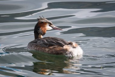 büyük tepeli batağan