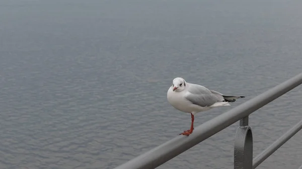 Seagull stanna vid kusten — Stockfoto
