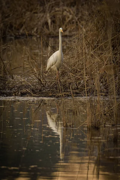 Great Egret (Great White Heron) in the reeds of an oasis