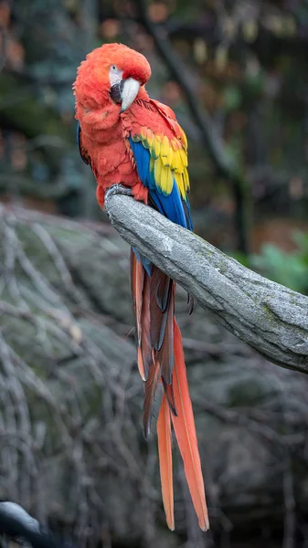 Papoušek, také známý jako papoušků na větvi — Stock fotografie