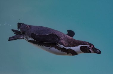 Suya Yüzme Humboldt pengueni