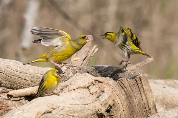Yemek için rekabet Florya