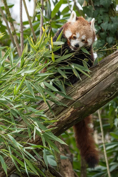 Red panda ağaçta yiyor